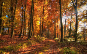 autumn, nature, forest