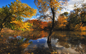 lake, nature, trees, autumn