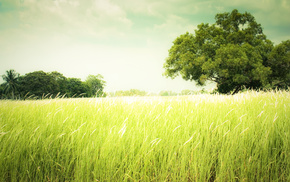 summer, grass, nature