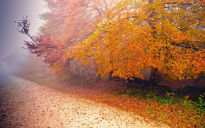 road, mist, autumn, nature, tree