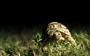 animals, macro, grass