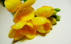 flowers, stunner