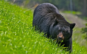 animals, grass