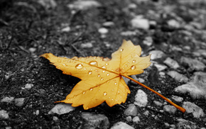 rain, autumn, leaf, yellow
