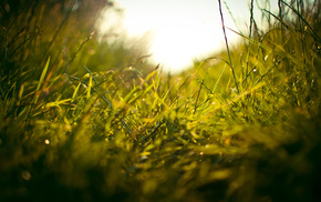field, greenery, macro, grass