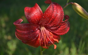 macro, flowers, dew