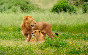 couple, animals, lion