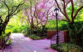landscape, nature, trees, petals