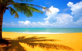 beach, palm, nature