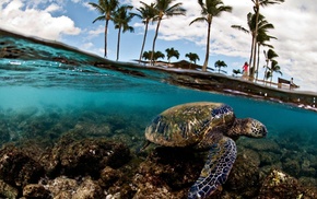 animals, sea, palm trees