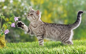 animals, on