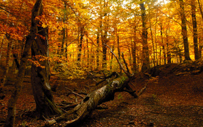 tree, forest, nature, autumn
