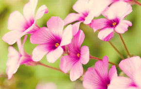 flowers, petals, pink