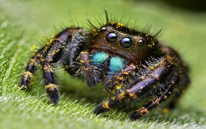 macro