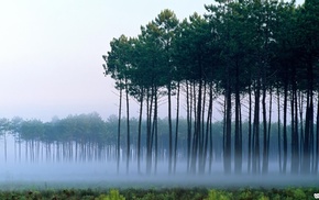 forest, mist, nature