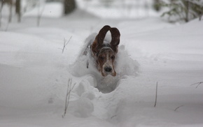 dog, animals, ears, fly, snow