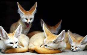 fox, animals