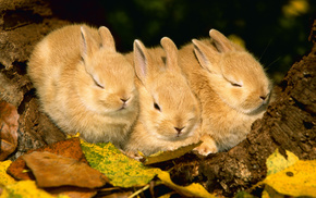 foliage, rabbits, animals, autumn