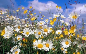 clouds, summer, chamomile, flowers, nature