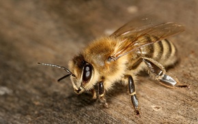 wings, macro, eyes