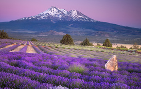 nature, mountain, field, landscape, flowers