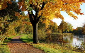 park, autumn, tree