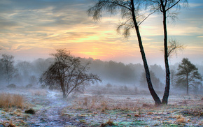 snow, nature, morning, winter, mist