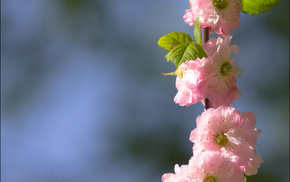 landscape, flowers