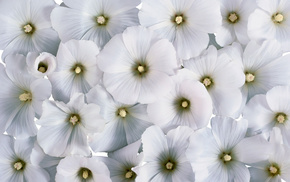 background, white flowers, flowers