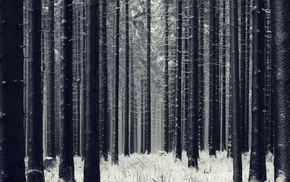 snow, trees, winter, forest
