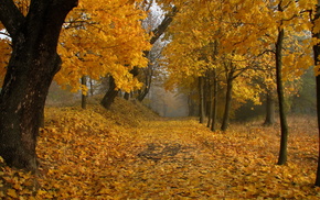 autumn, park, leaves