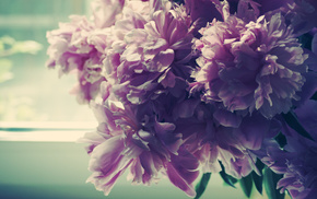morning, flowers, petals, window