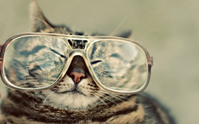 glasses, wallpaper, animals, cat