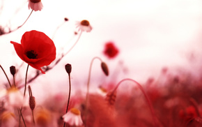 flowers, autumn, red, poppies