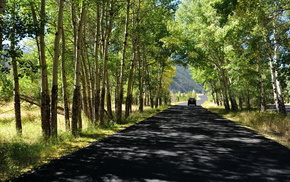trees, road, nature, summer