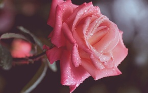 drops, rose, macro, petals, flower