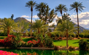 palm trees, sky, nature