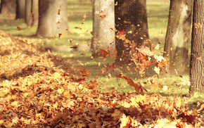 leaves, wind, nature, autumn