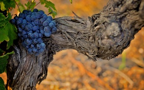 grapes, nature, background, wallpaper, plants