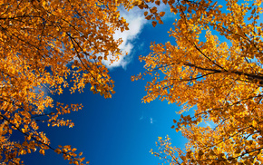 autumn, nature, sky, twigs, foliage