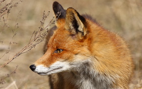 animals, red hair, fox