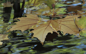 leaf, creek, park, nature, autumn