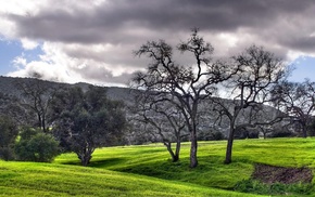 nature, grass