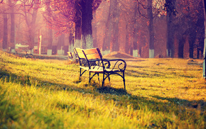 glade, park, bench, cities