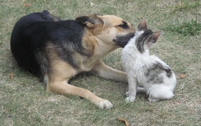 animals