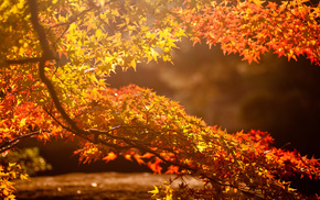 Sun, tree, autumn, background, leaves