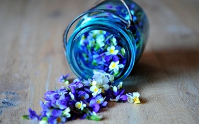 flowers, blue, petals