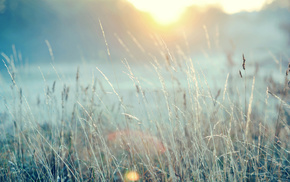 grass, field, Sun, nature