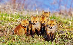 grass, animals