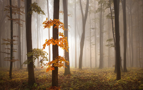 autumn, mist, trees